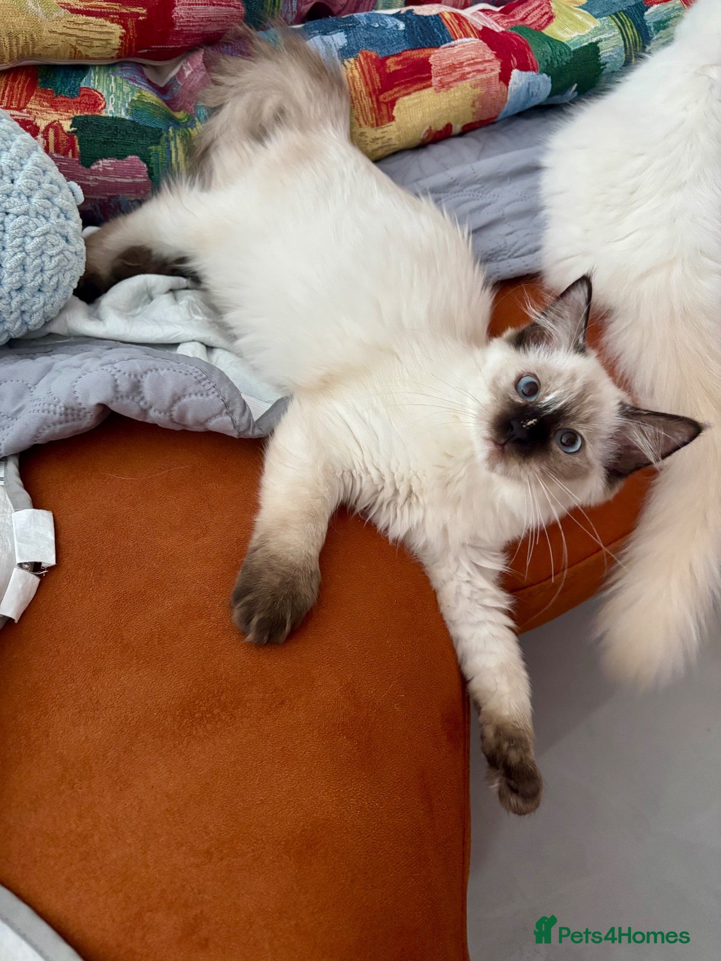 Ragdoll cats Beautiful ragdoll kittens  - Advert 2