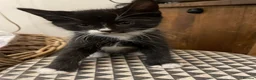 Mixed Breed cats for sale: Adorable Kittens for Sale – Used to Dogs 🐱❤️ - Advert 4