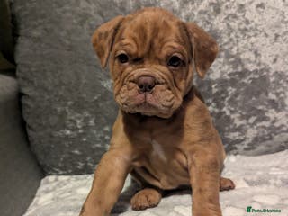 Old Tyme Bulldog dogs STUNNING OLD TYME ENGLISH BULLDOG PUPPIES - Advert 3