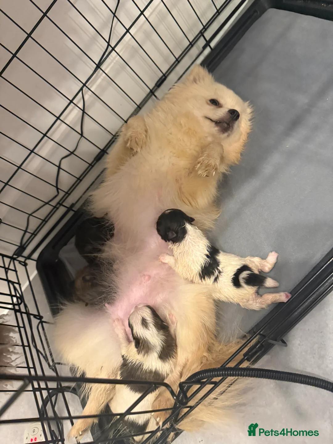 Pomeranian dogs for sale: Beautiful Pomeranian Puppy - Advert 2