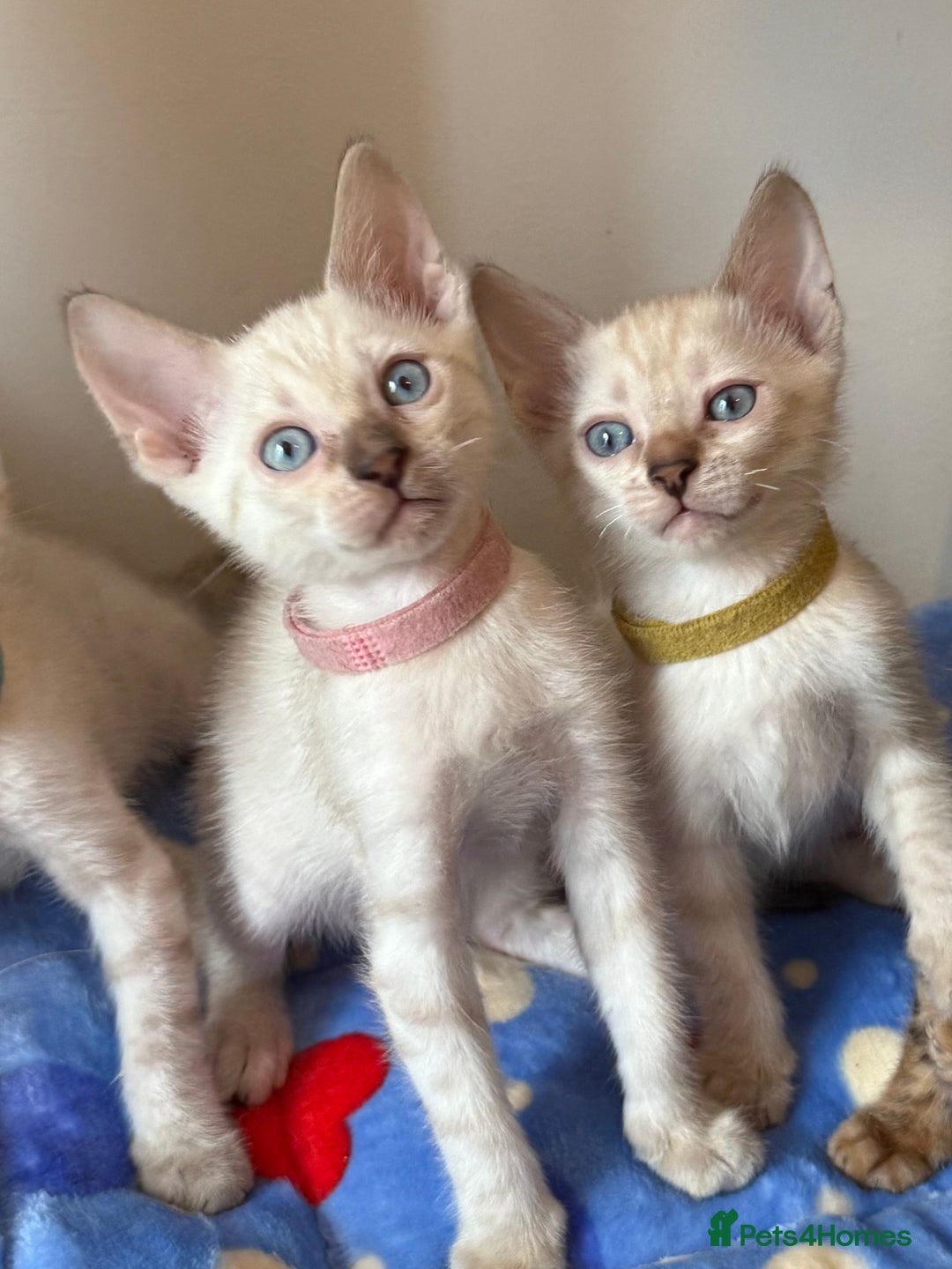 Bengal cats for sale: Pedigree Snow Bengal Kittens with TICA - Image 4