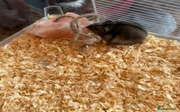 Hamster rodents for sale: Friendly Dwarf Hamster looking to Rehome in Hyde - Image 2