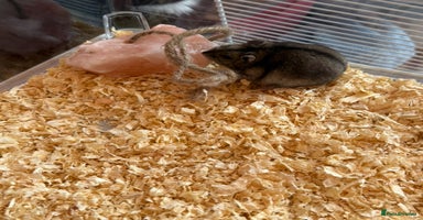 Hamster rodents in Hyde - Advert 10