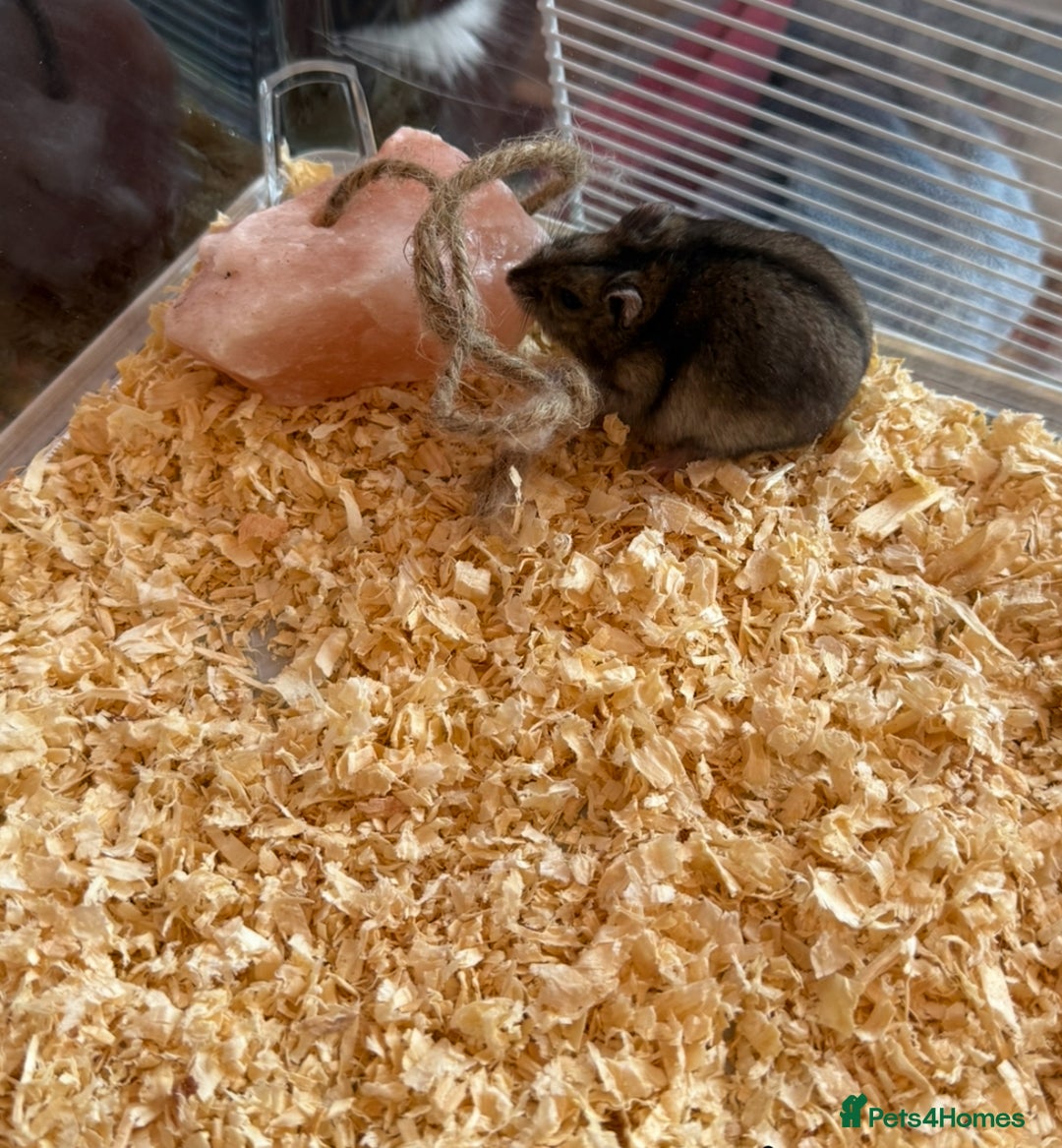 Hamster rodents for sale: Friendly Dwarf Hamster looking to Rehome in Hyde - Image 2