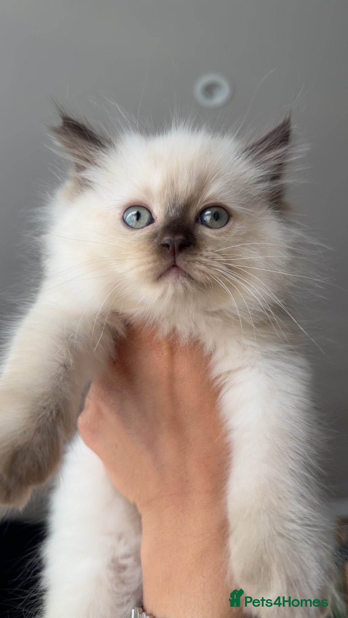 Ragdoll cats Ragdoll kitten READY NOW - Advert 8