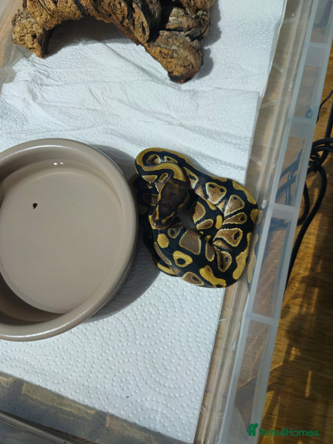 Python Snake reptiles for sale: male ball python - Advert 4
