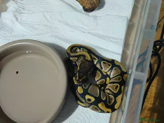 Python Snake reptiles male ball python - Advert 19