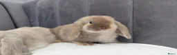 Mini Lop rabbits for sale: Gorgeous Mini Lop Babies - Advert 6