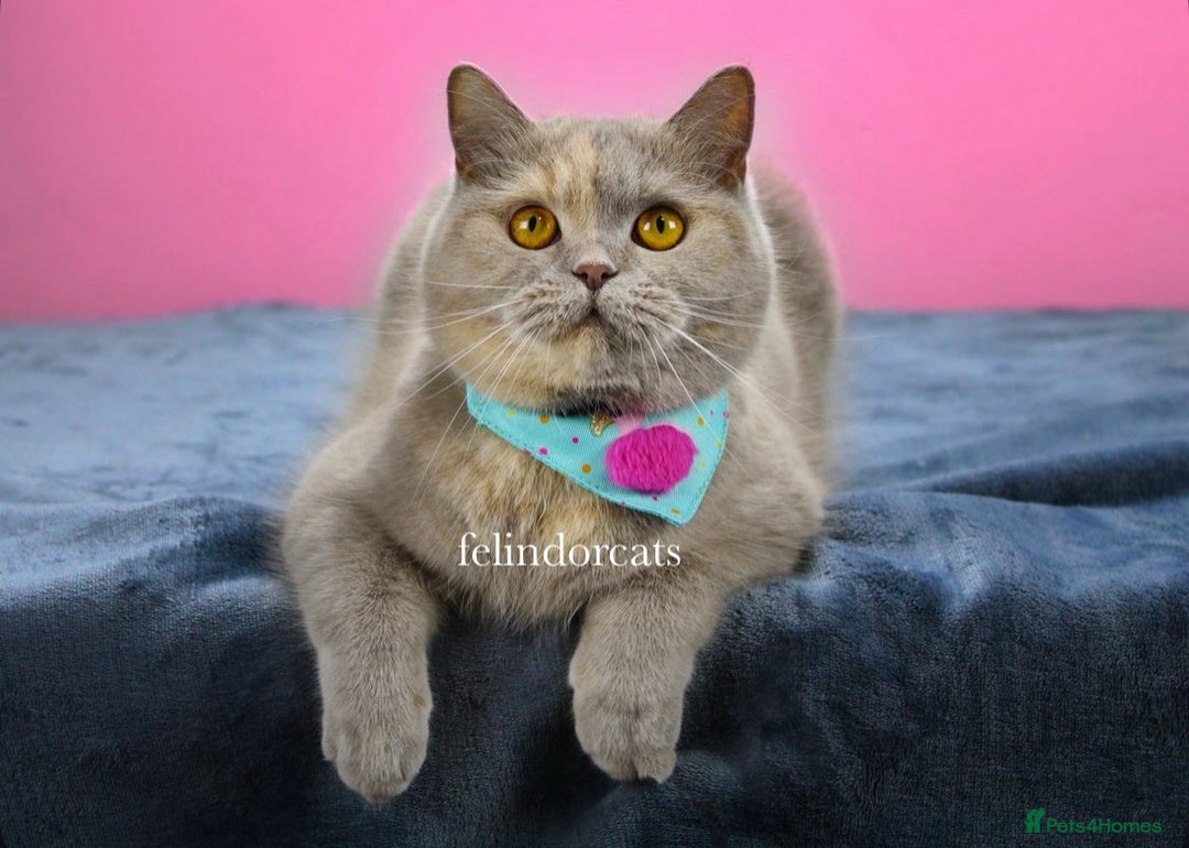 British Shorthair cats for sale: ✨Top quality lilac British shorthair✨ - Image 12