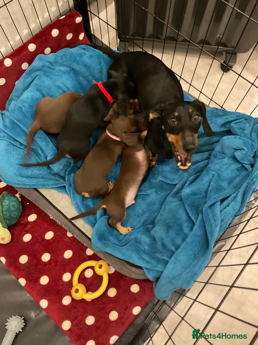 Miniature Dachshund dogs for sale: Miniature dachshunds  - Advert 2
