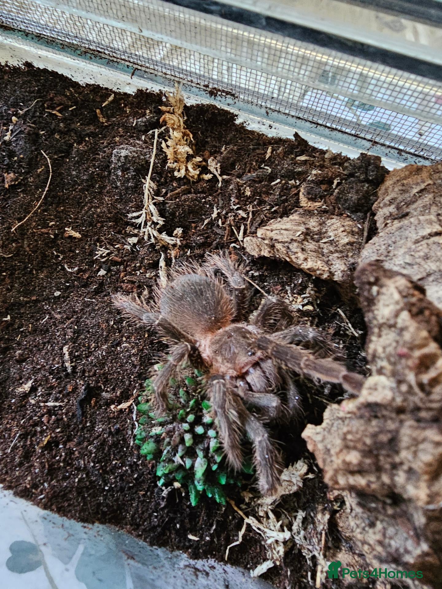 Tarantulas invertebrates Salmon pink tarantula young unknown sex - Advert 9