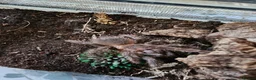 Tarantulas invertebrates for sale: Salmon pink tarantula young unknown sex in Colchester - Advert 1