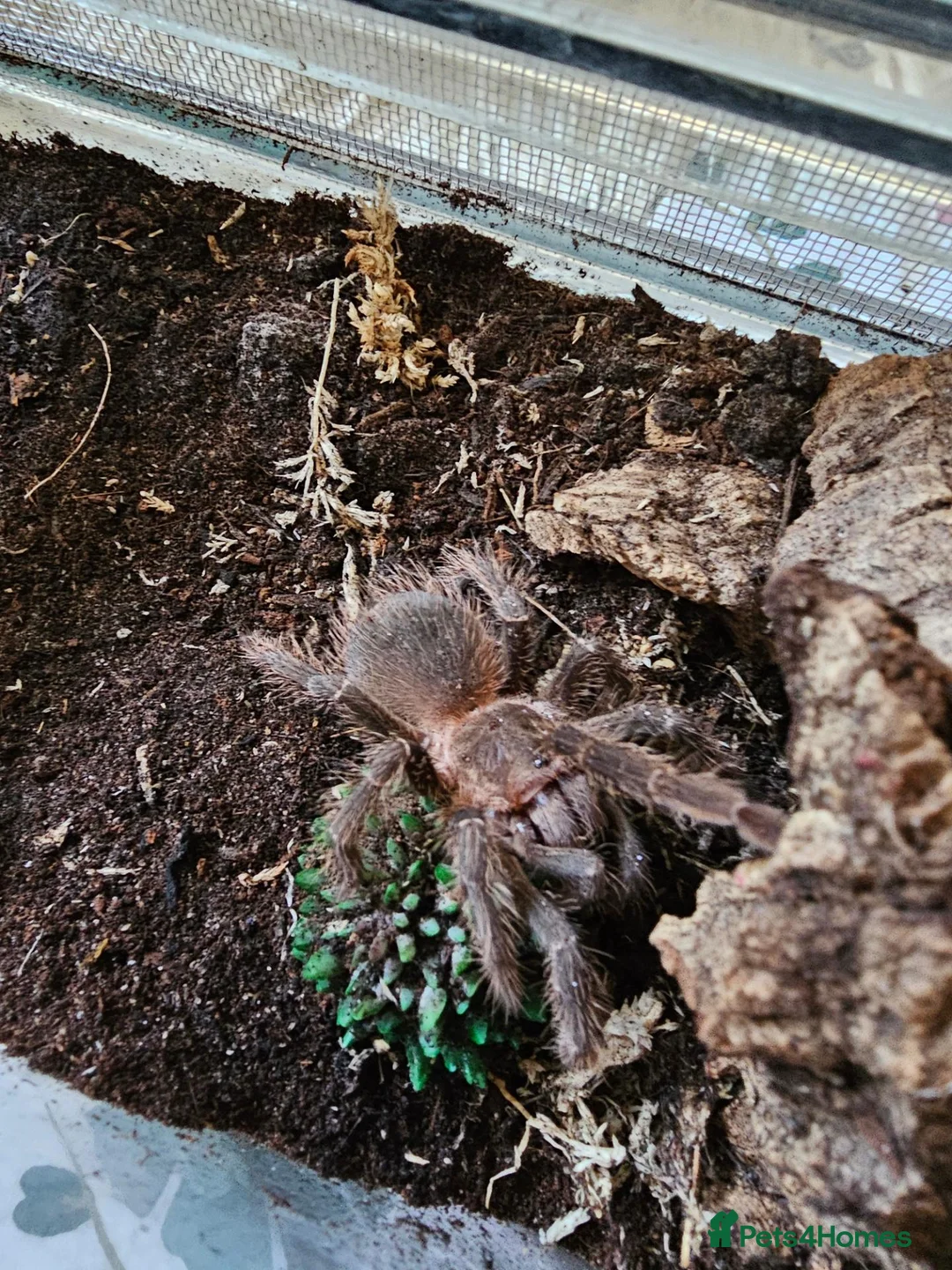 Tarantulas invertebrates for sale: Salmon pink tarantula young unknown sex in Colchester - Advert 1