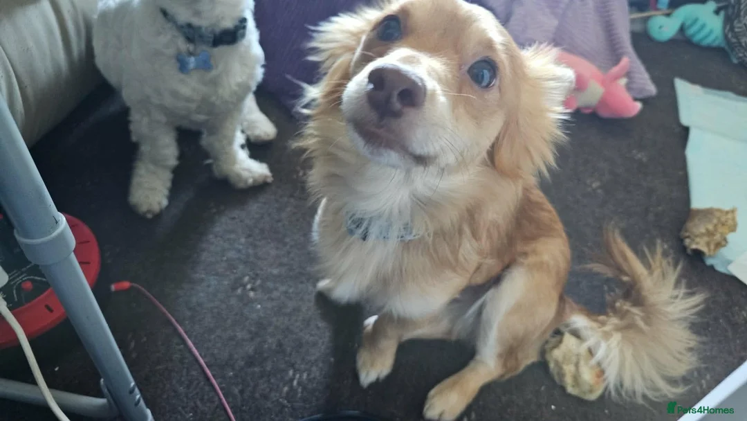 Mixed Breed dogs for sale: Urgent rehoming pomeranian x bichon frise - Advert 1