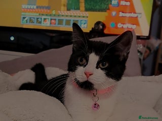 Mini Lop rabbits - Advert 24