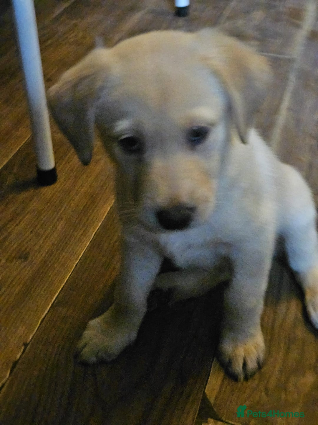 Mixed Breed dogs for sale: German sheperd x lab  - Advert 6