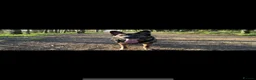 German Shepherd dogs for sale: Male German shepherd 7years - Advert 24