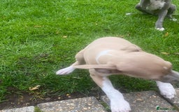 Italian Greyhound dogs for sale: Beautiful Italian greyhounds  - Image 2