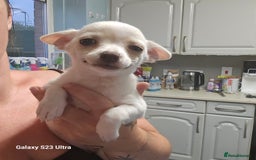 Pomchi dogs for sale: 1 boy and 1 girl left reduced ready now - Image 2