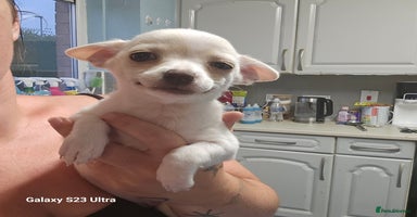 Pomchi dogs - Advert 9