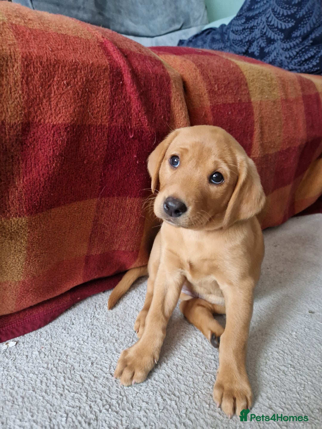 Labrador Retriever dogs for sale: KC Reg Fox-red Lab puppies, working type - Image 8