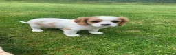 Cavalier King Charles Spaniel dogs for sale: Beautiful Pedigree cavalier King charles - Advert 4