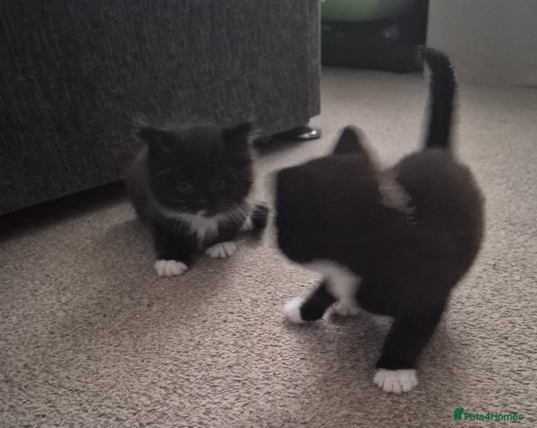 Mixed Breed cats for sale: 2 sweet little girls - Image 2