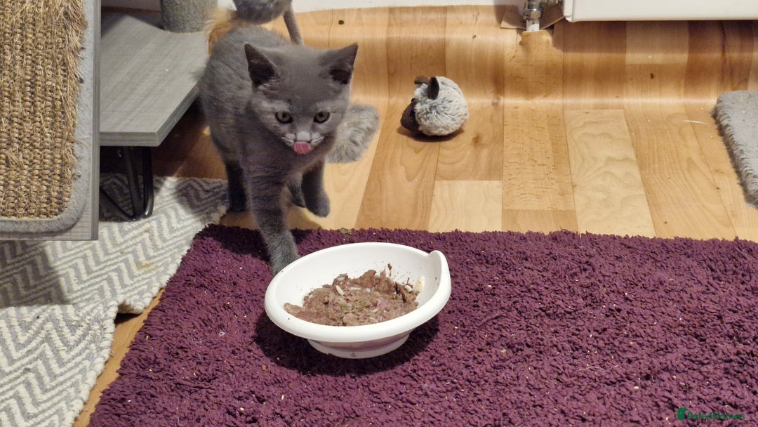 Chartreux cats for sale: Chartreux sisters  - Image 3