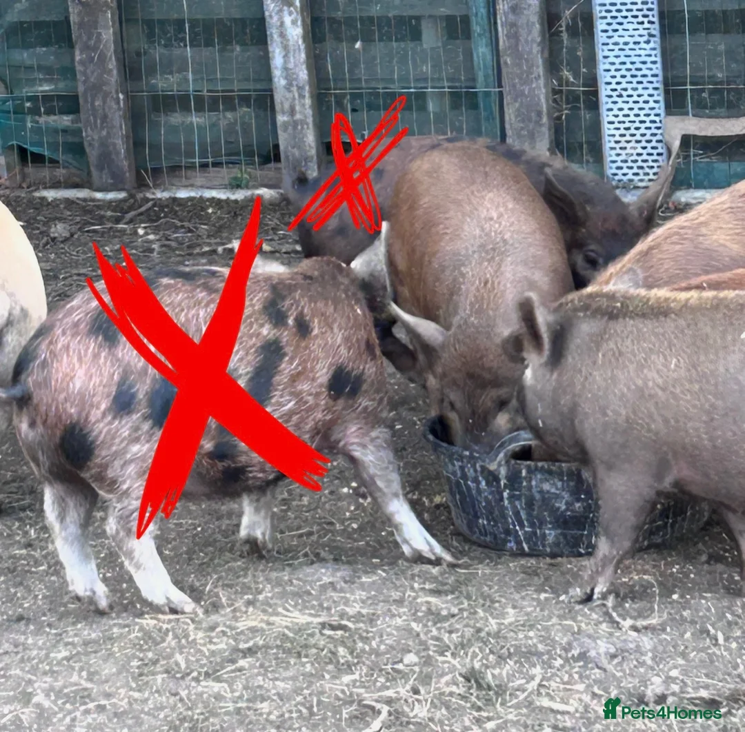 Pig livestock for sale: Female Juliana X kune kune piggies - Advert 2