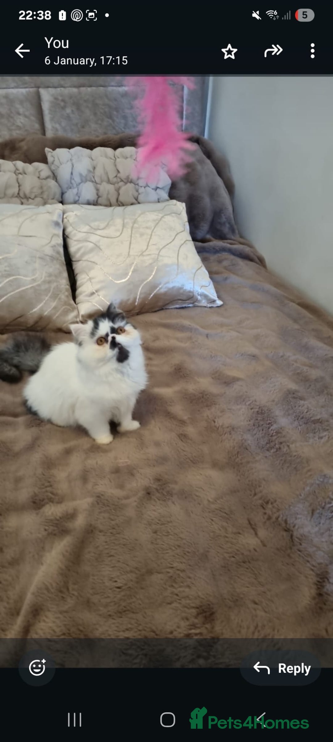 Persian cats for sale: Persian kitten  - Advert 7