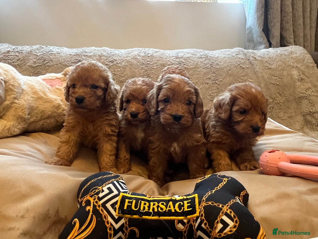 Cockapoo dogs for sale: F1 cockapoo puppies- Health test clear  - Image 22