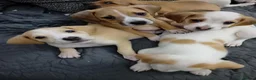 Mixed Breed dogs for sale: Beagle x staffy puppies 8 weeks in Rowley Regis - Advert 15