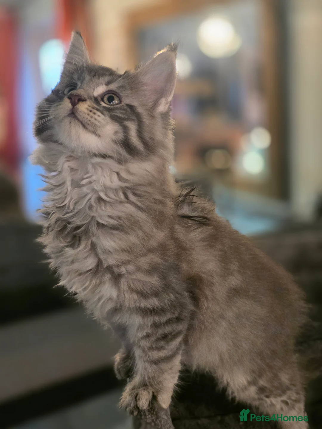 Maine Coon cats for sale: Beautiful blue tabby boy  - Advert 1