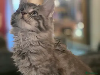 Maine Coon cats Beautiful blue tabby boy - Advert 1