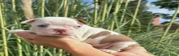 Boston Terrier dogs for sale: 5 KC Boston Terriers  - Advert 14