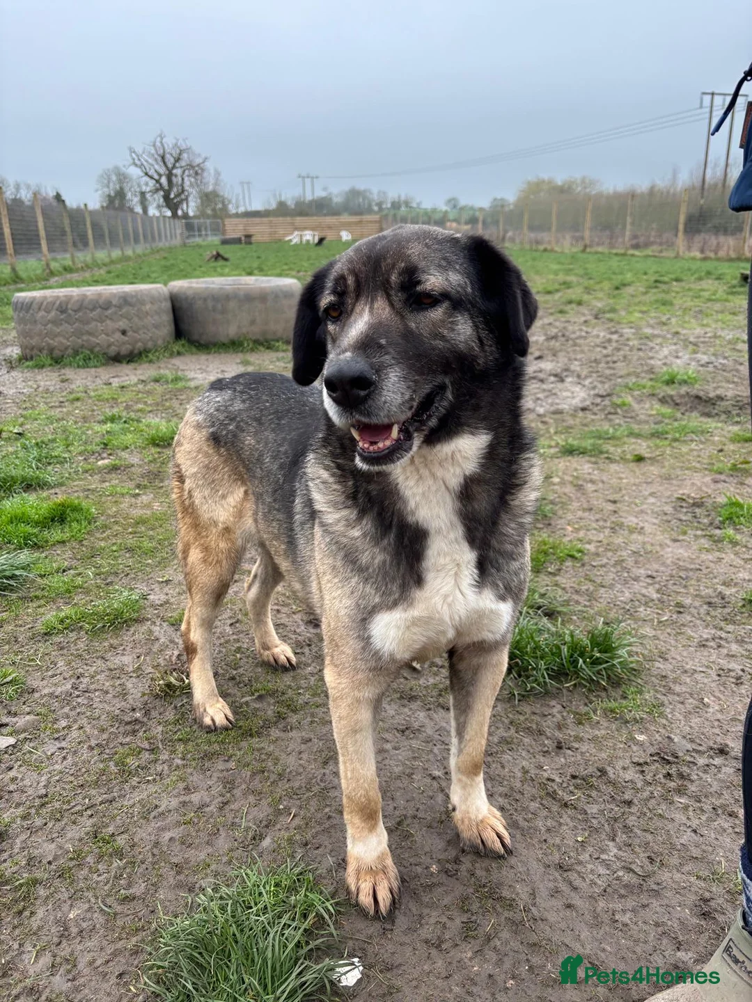 Mixed Breed dogs for adoption: Tully is waiting for a family  - Advert 2