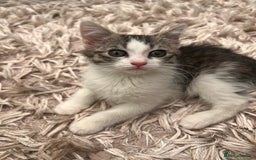 American Shorthair cats for sale: 3 Gorgeous and Playful Kittens Ready To Go - Image 1