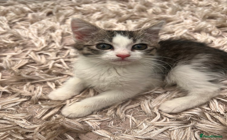 American Shorthair cats - Advert 4