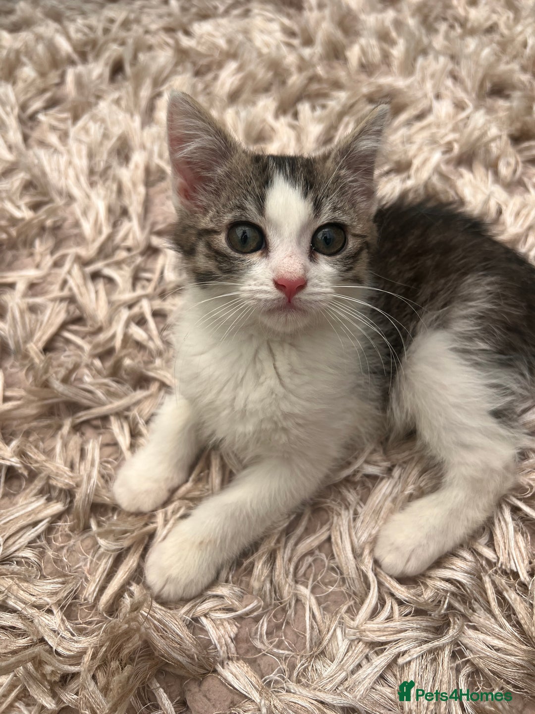 American Shorthair cats for sale: 3 Gorgeous and Playful Kittens Ready To Go - Image 1