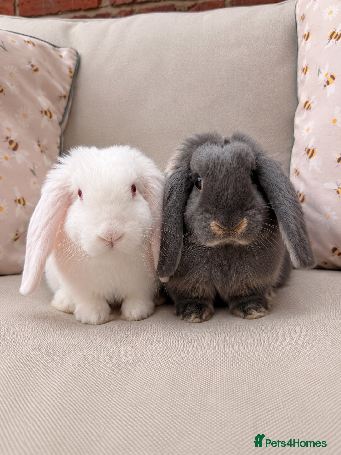 French Lop rabbits French lop Boys 🐰 - Advert 1