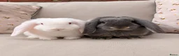 French Lop rabbits for sale: French lop Boys 🐰 - Advert 1