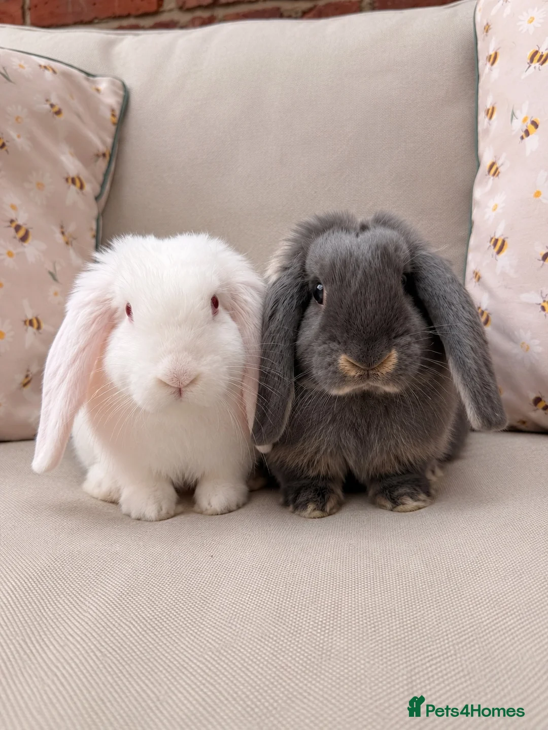 French Lop rabbits for sale: French lop Boys 🐰 - Advert 1