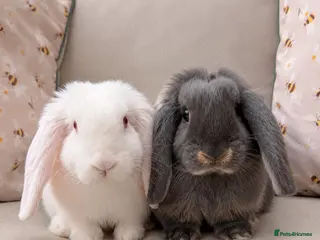 French Lop rabbits French lop Boys 🐰 - Advert 1
