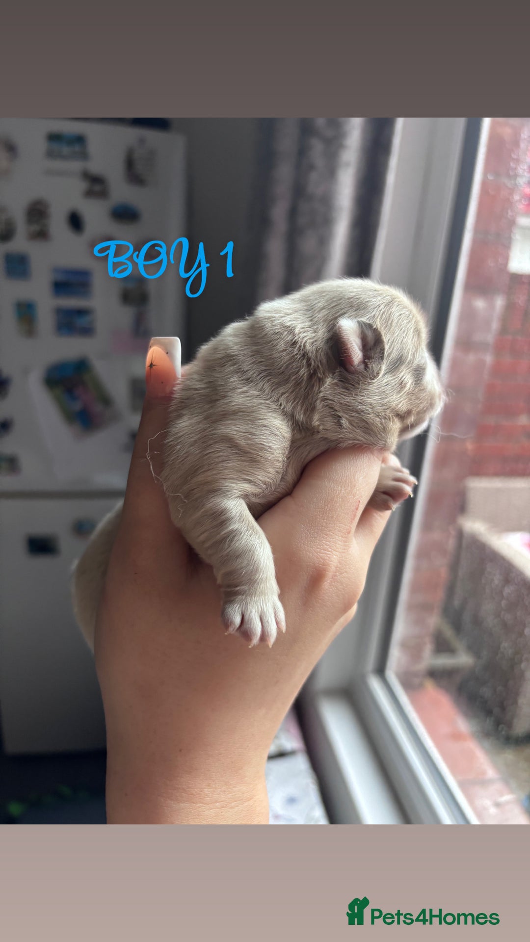 Mixed Breed dogs for sale: Chowpom puppies - Advert 4