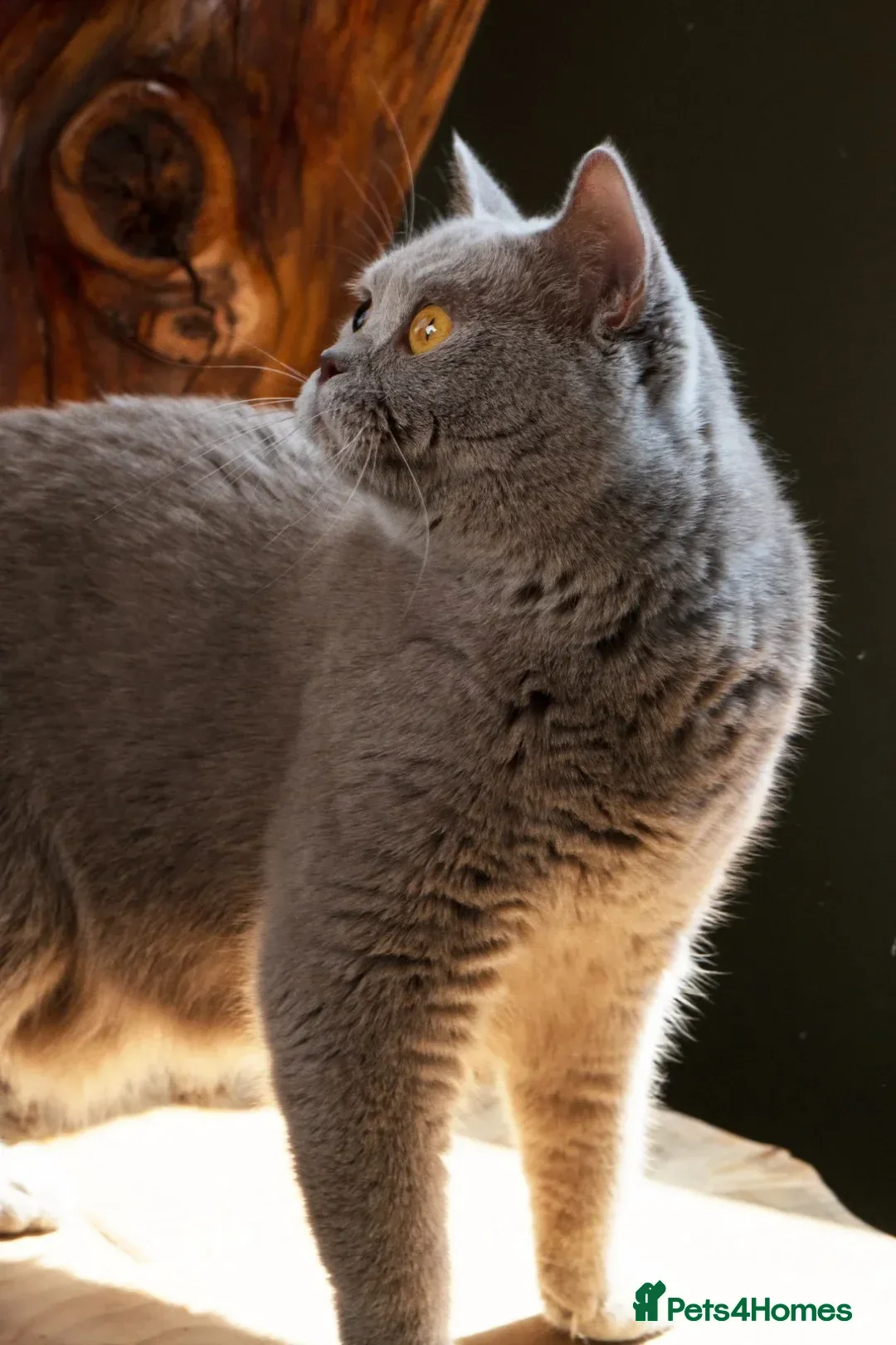 British Shorthair cats for sale: BSH Lilac Pedigree Queen - Retiring from Breeding - Advert 1