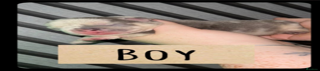 Silver boy