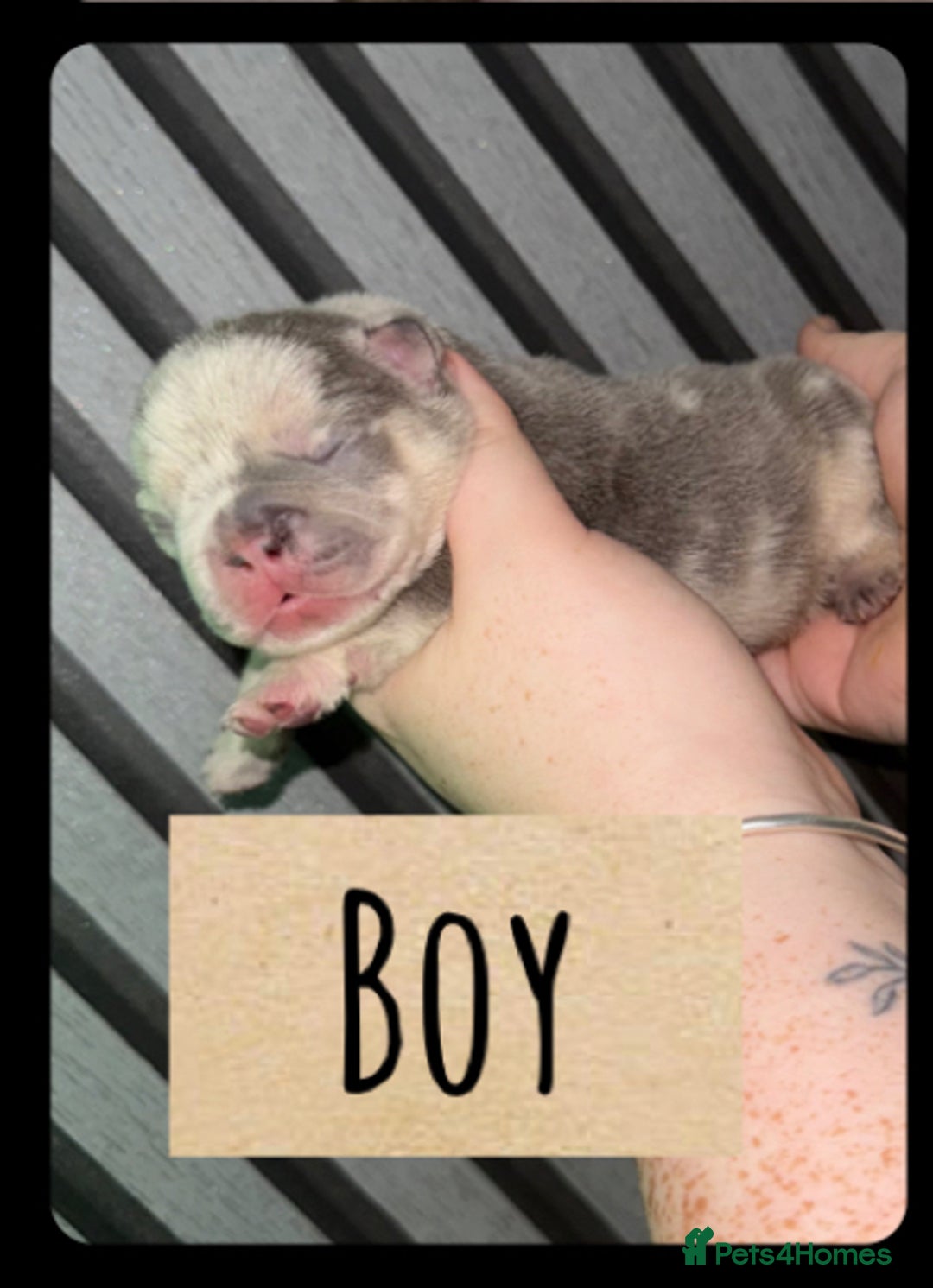 French Bulldog dogs for sale: Frenchie litter - Image 3
