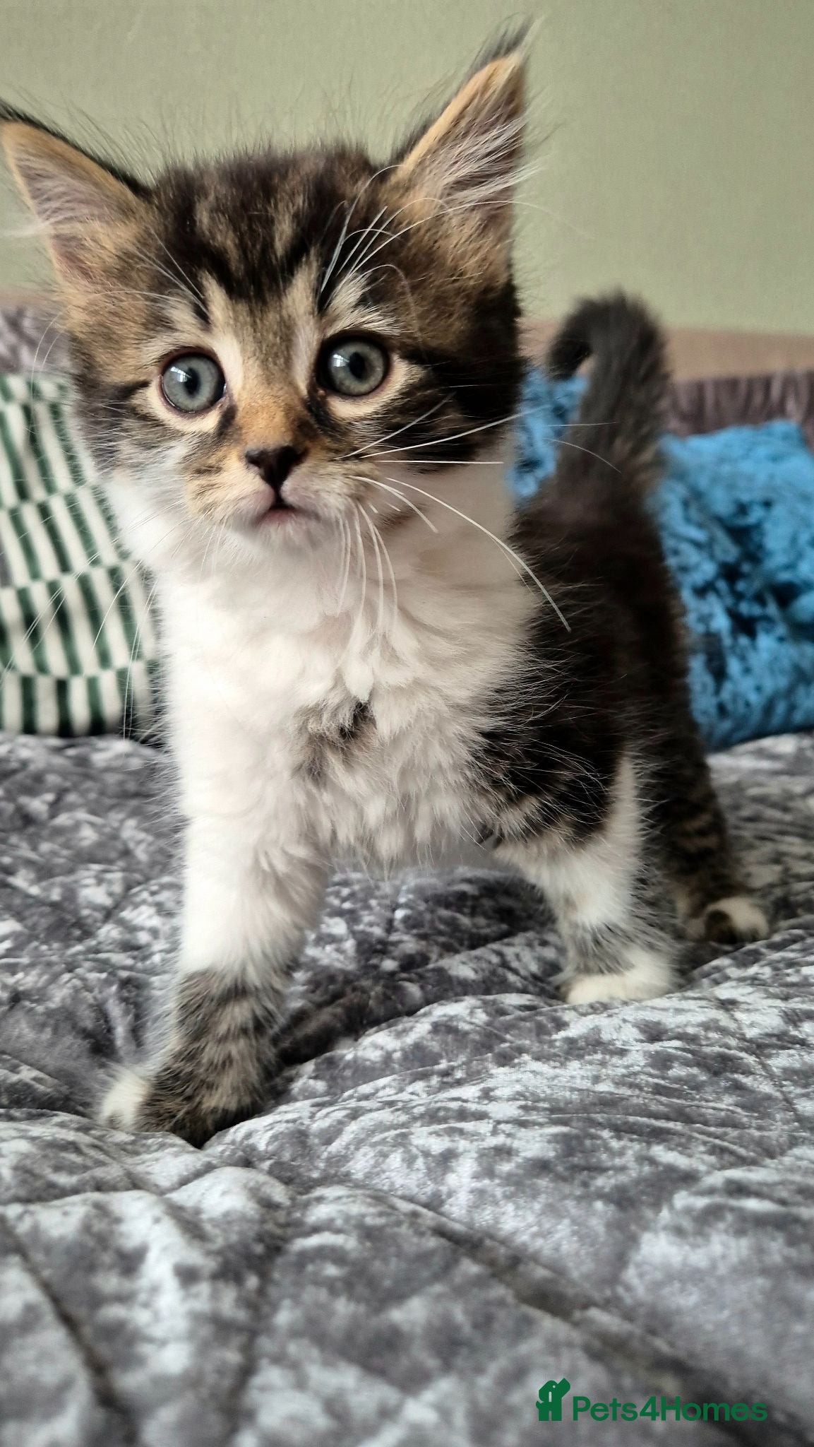 Mixed Breed cats 2 Kittens left 🐾 boy and girl 💛 - Advert 2