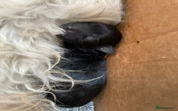 Schnoodle dogs for sale: LAst GIRL REDUCED READY NOW  - Image 15
