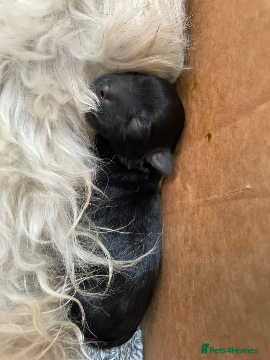 Schnoodle dogs for sale: LAst GIRL REDUCED READY NOW  - Image 15